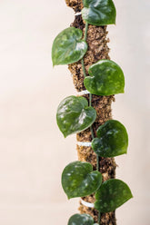 Scindapsus pictus sp. Bengkayang form 6